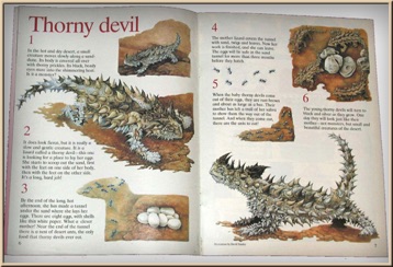 Thorny Devil - Watercolour Illustration